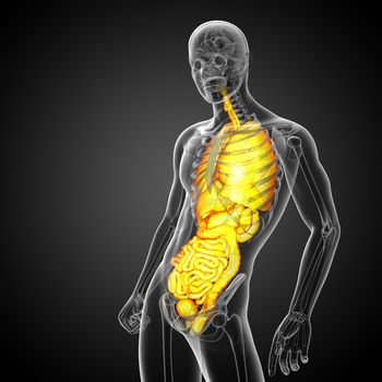 3d render medical illustration of the human digestive system and respiratory system - side view