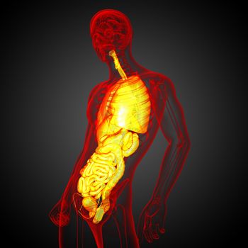 3d render medical illustration of the human digestive system and respiratory system - side view