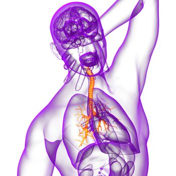 3D medical illustration of the male bronchi - side view