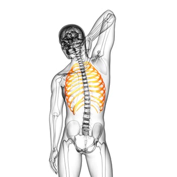 3d render medical illustration of the ribcage - side view