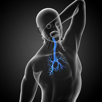 3D medical illustration of the male bronchi - side view