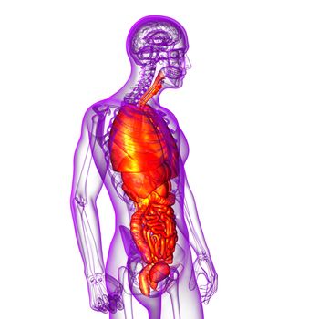 3d render medical illustration of the human digestive system and respiratory system - side view