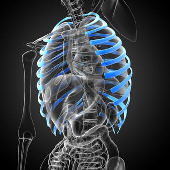 3d render medical illustration of the ribcage - side view
