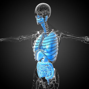 3d render medical illustration of the human digestive system and respiratory system - side view