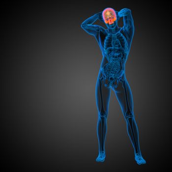 3d render medical illustration of the upper skull - front view