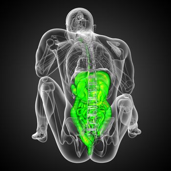 3d render medical illustration of the human digestive system - back view