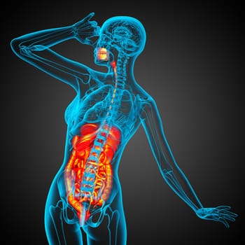 3d render medical illustration of the human digestive system - back view