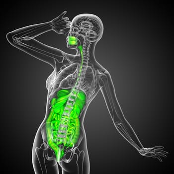 3d render medical illustration of the human digestive system - back view