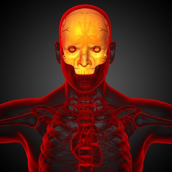 3d render medical illustration of the upper skull - front view