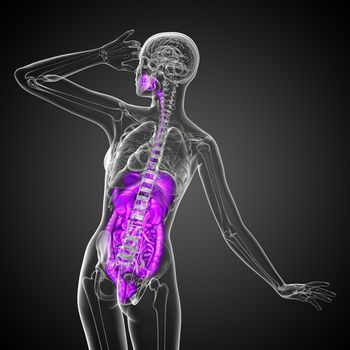 3d render medical illustration of the human digestive system - back view