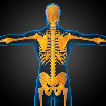 3d render medical illustration of the skeleton bone - back view