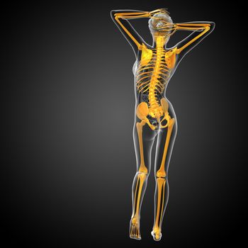 3d render medical illustration of the skeleton bone - back view