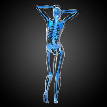 3d render medical illustration of the skeleton bone - back view