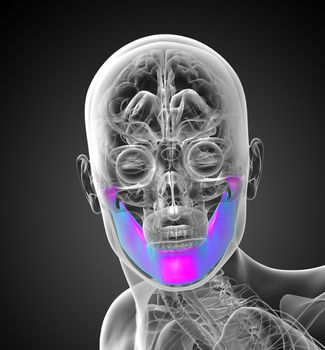 3d rendered illustration of a jaw bone - front view