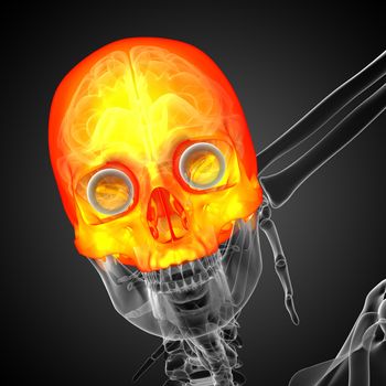 3d render medical illustration of the upper skull - front view