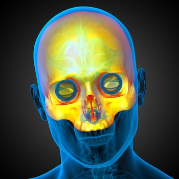 3d render medical illustration of the upper skull - front view