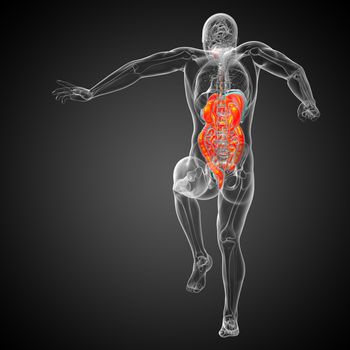 3d render medical illustration of the human digestive system - back view