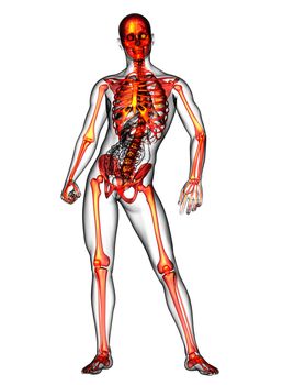 3d render medical illustration of the skeleton bone - front view