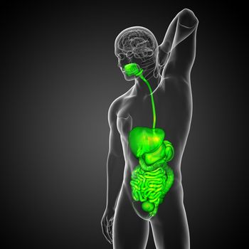 3d render medical illustration of the human digestive system - side view