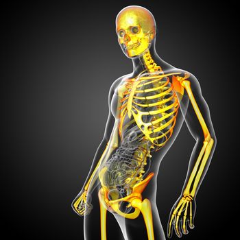 3d render medical illustration of the skeleton bone - side view