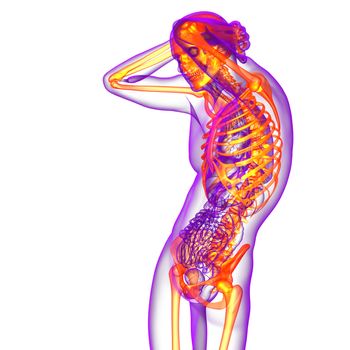 3d render medical illustration of the skeleton bone - side view