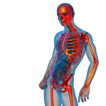 3d render medical illustration of the skeleton bone - side view