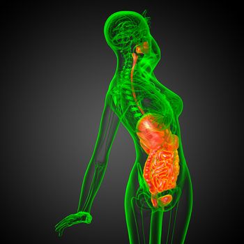 3d render medical illustration of the human digestive system - side view