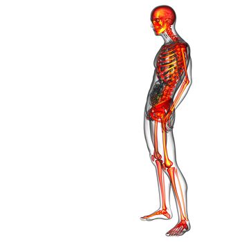 3d render medical illustration of the skeleton bone - side view