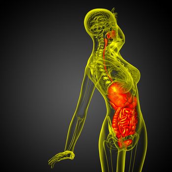 3d render medical illustration of the human digestive system - side view