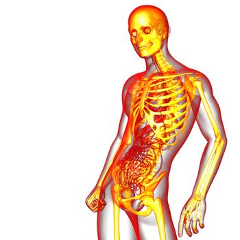 3d render medical illustration of the skeleton bone - side view