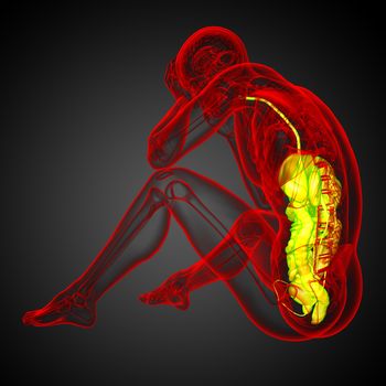 3d render medical illustration of the human digestive system - side view