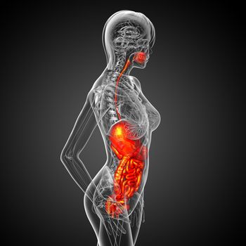 3d render medical illustration of the human digestive system - side view