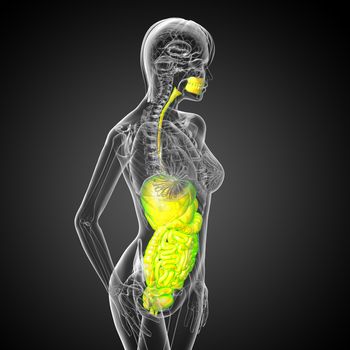 3d render medical illustration of the human digestive system - side view