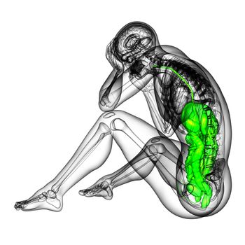 3d render medical illustration of the human digestive system - side view