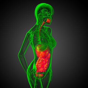 3d render medical illustration of the human digestive system - side view