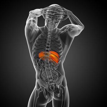 3d render medical illustration of the liver - back view