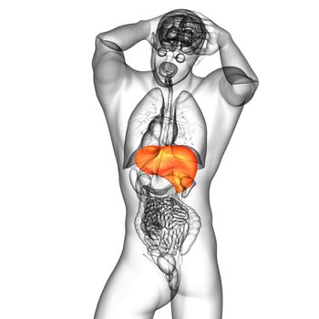 3d render medical illustration of the liver - back view