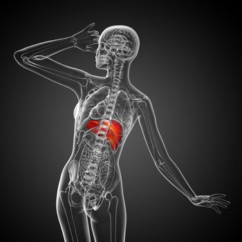 3d render medical illustration of the liver - back view