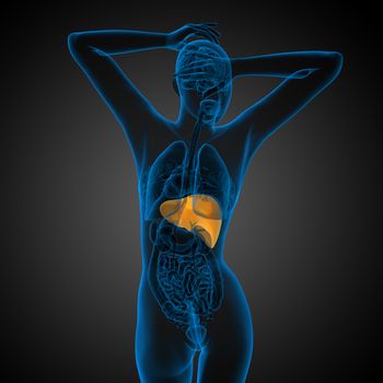 3d render medical illustration of the liver - back view