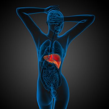 3d render medical illustration of the liver - back view