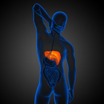 3d render medical illustration of the liver - back view