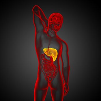 3d render medical illustration of the liver - back view