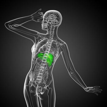 3d render medical illustration of the liver - back view