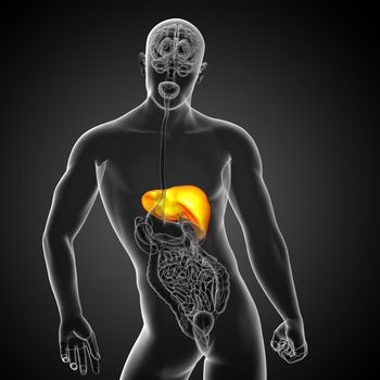 3d render medical illustration of the liver - back view