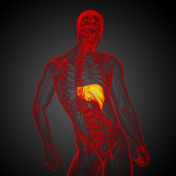 3d render medical illustration of the liver - back view