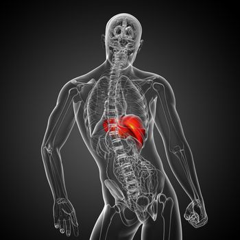 3d render medical illustration of the liver - back view