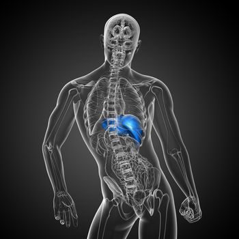 3d render medical illustration of the liver - back view