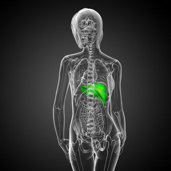 3d render medical illustration of the liver - back view