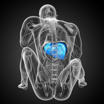 3d render medical illustration of the liver - back view