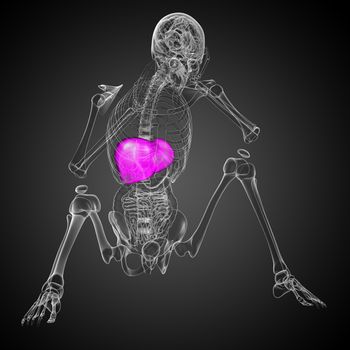 3d render medical illustration of the liver - front view